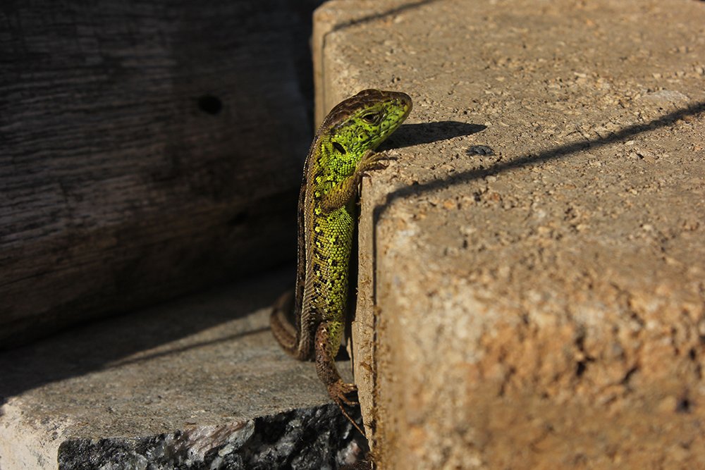 Любопытство