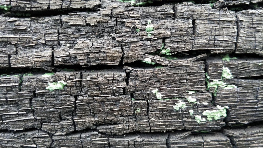 texture pattern of the remaining burning of tree trunks.