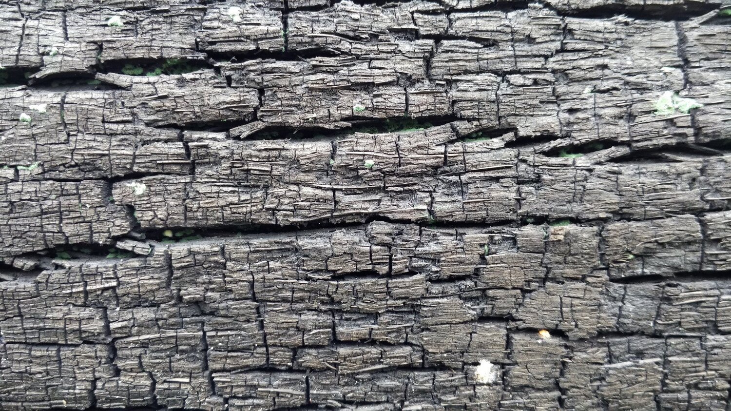 texture pattern close-up of the remaining burning of tree trunks.