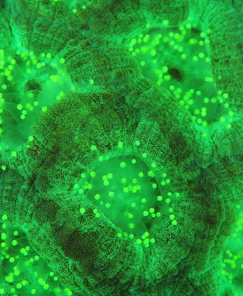 Photograph by Alexander Plakida