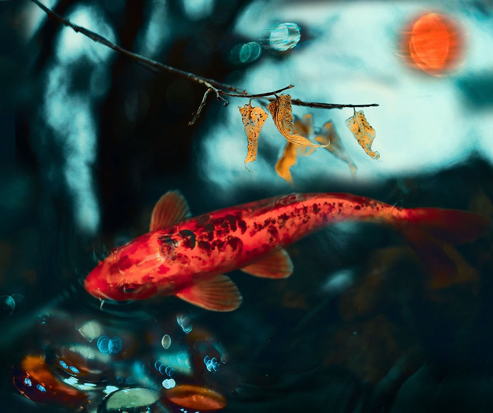 Рыбка золотая