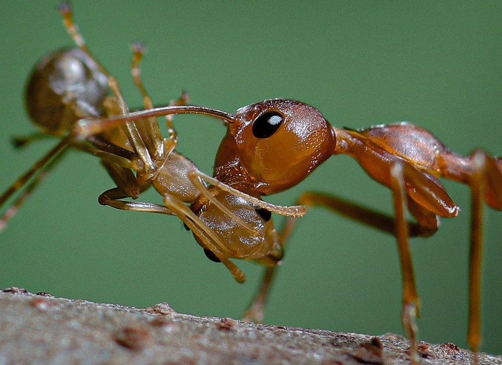 Photograph by Roshan Thangarajah