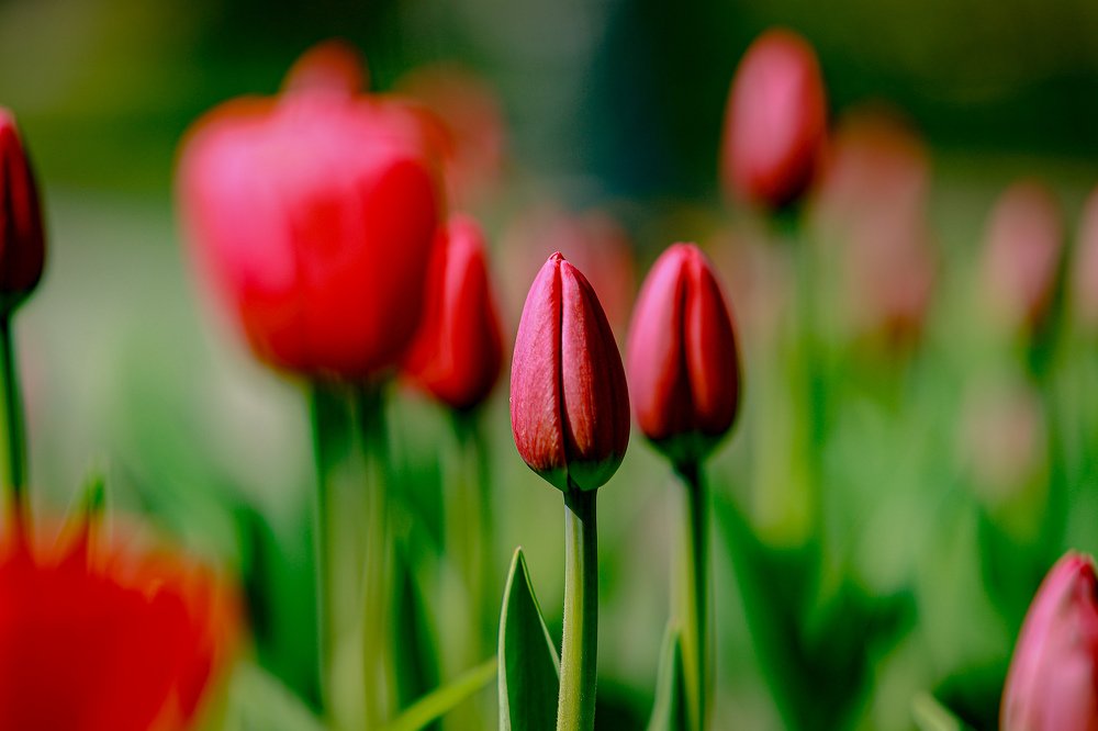 Photograph by Sergey Uskov