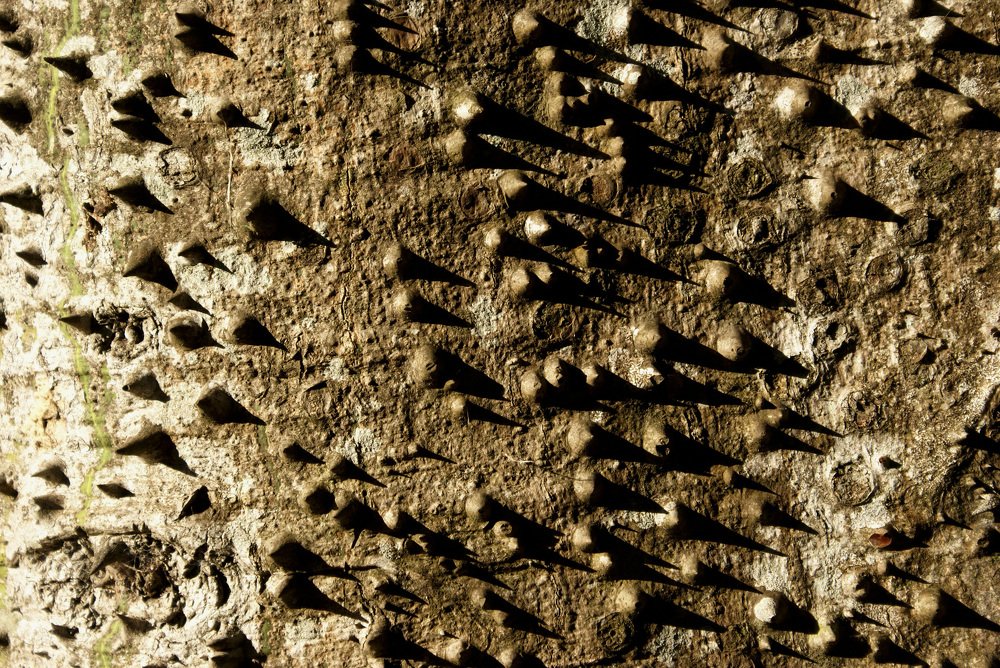 Photograph by Gerson Bohrer Seffrin