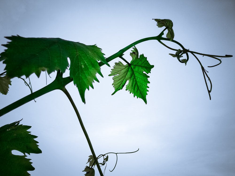 Photograph by Mazen Abdennadher