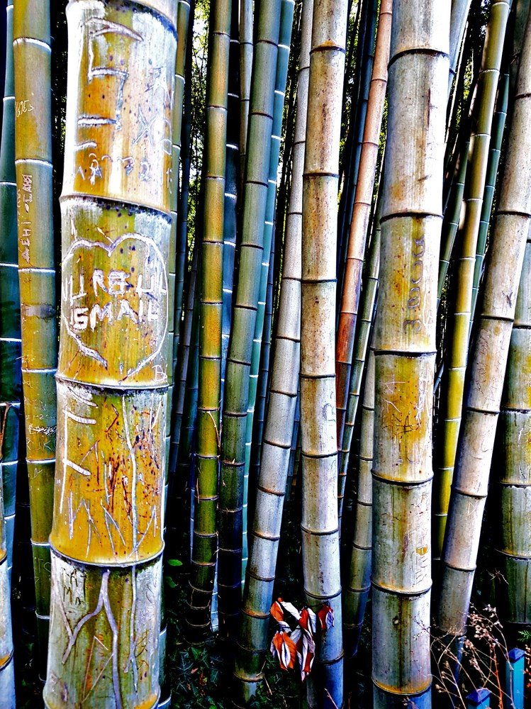 Photograph by Shabnam Qahremanpoor