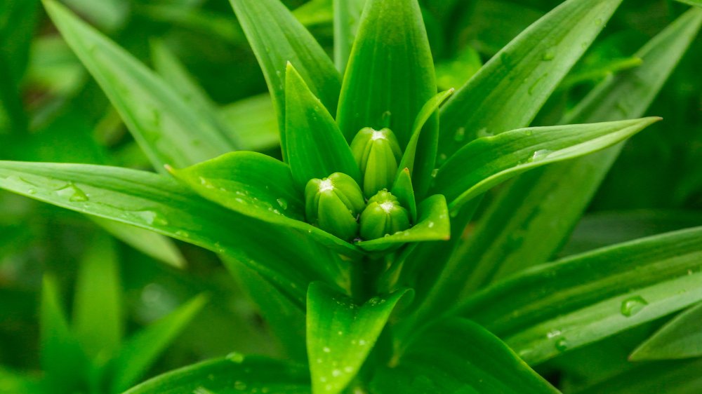 Photograph by Ольга Ситникова