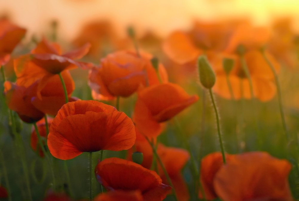 Маковый закат