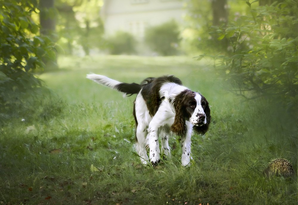 Неожиданная встреча.