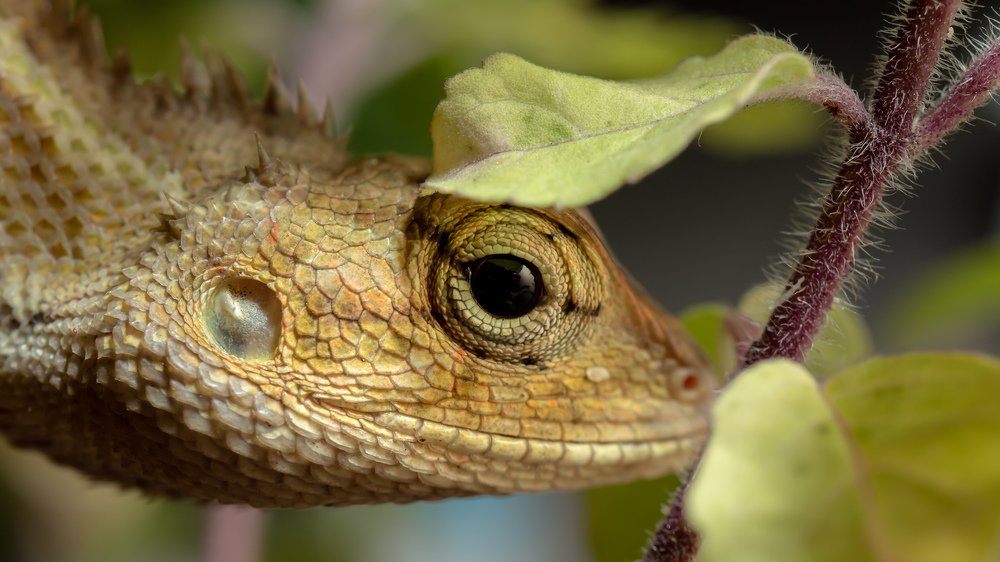 The Chameleon Lizard