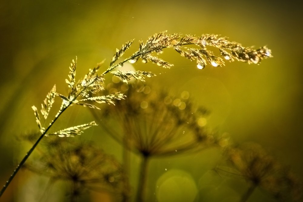 Про травинку