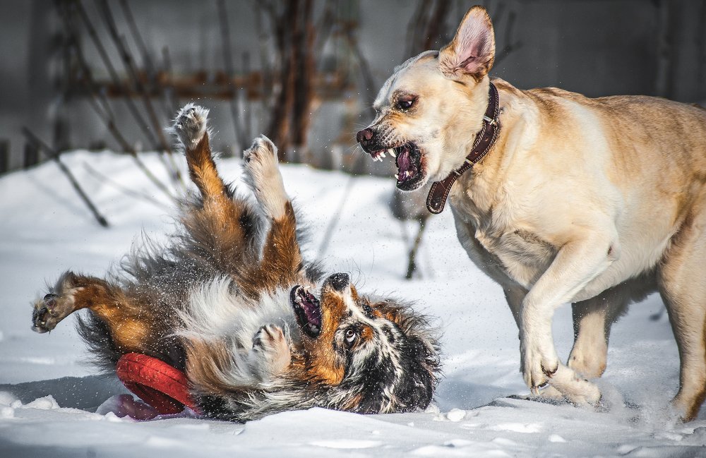 Photograph by Константин Кокорев