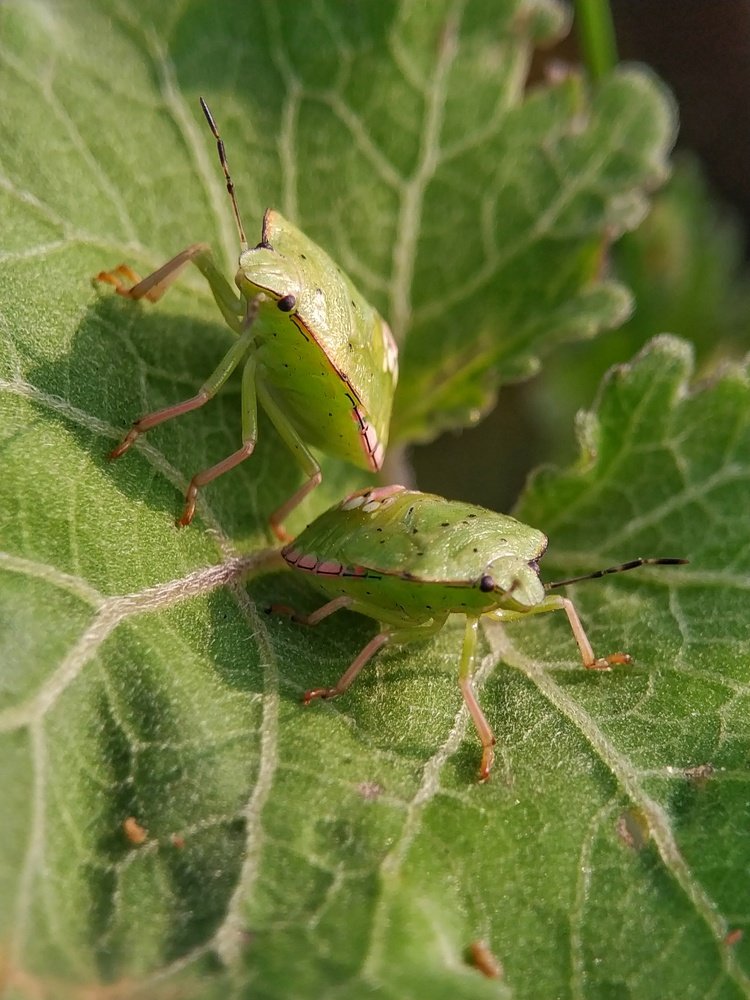 Фотография автора  SK Shahbaj Ahmed