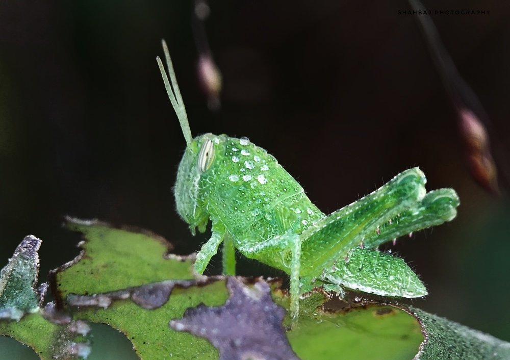 Фотография автора  SK Shahbaj Ahmed