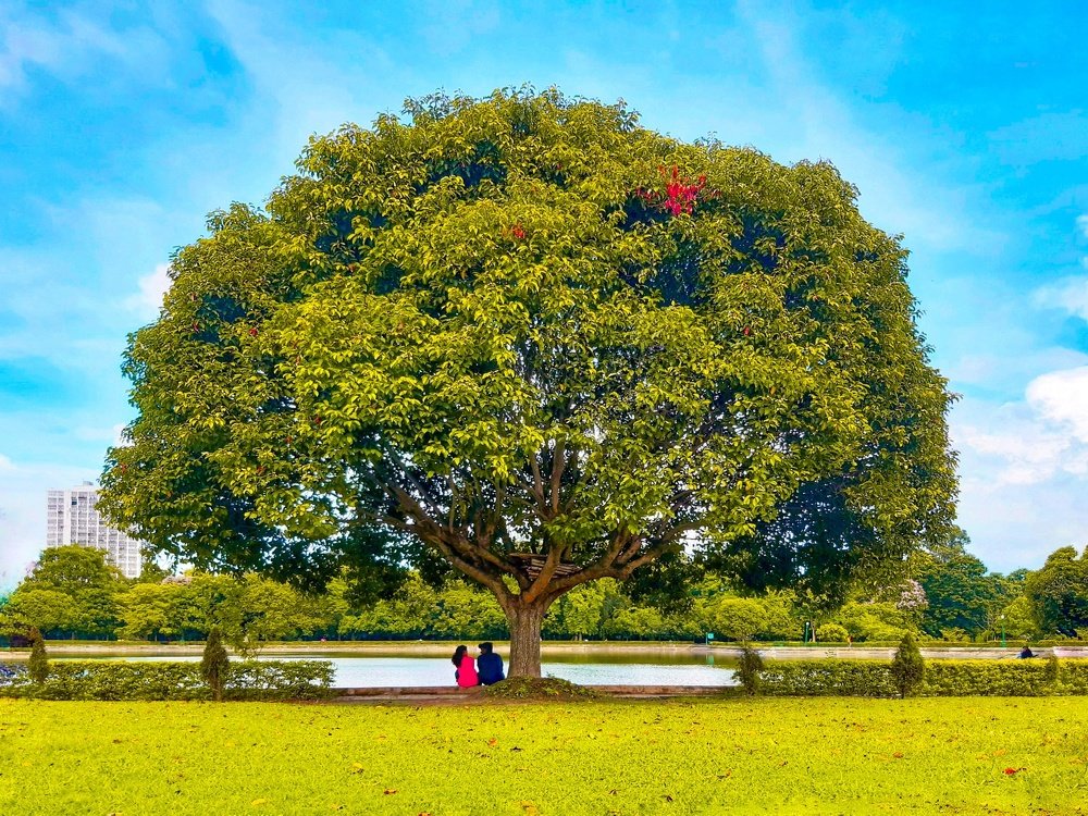 A Single Tree Cannot Make A Forest.