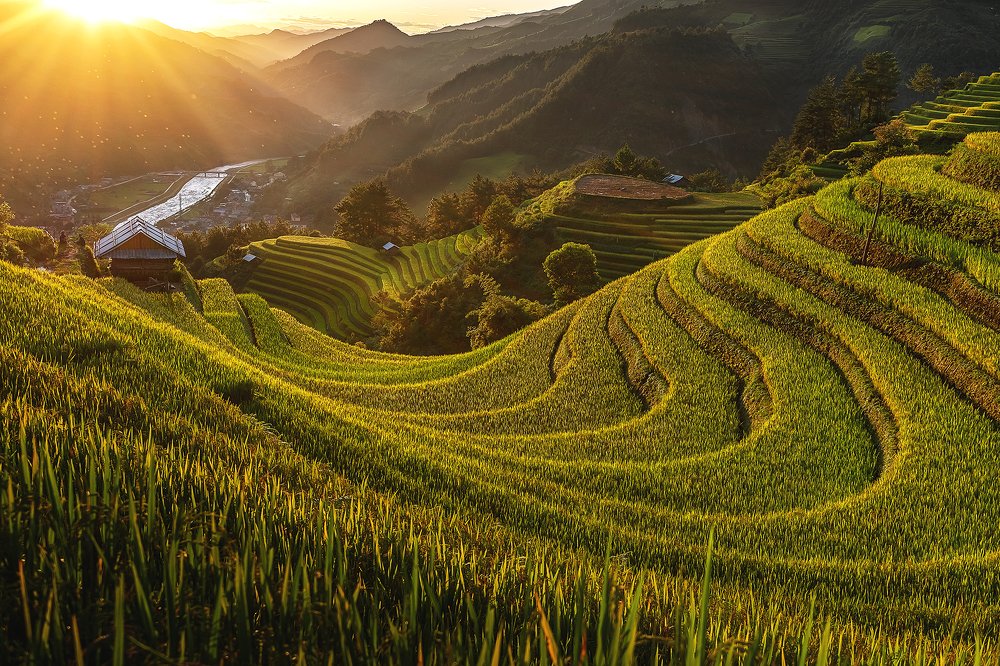 The season of ripe rice in terraced fields MU CANG CHAI Vietnam