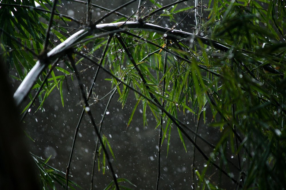 Photograph by Tilan Weerasinghe