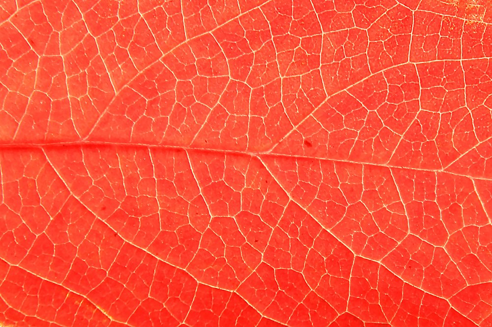 Photograph by Erdogan DEDE