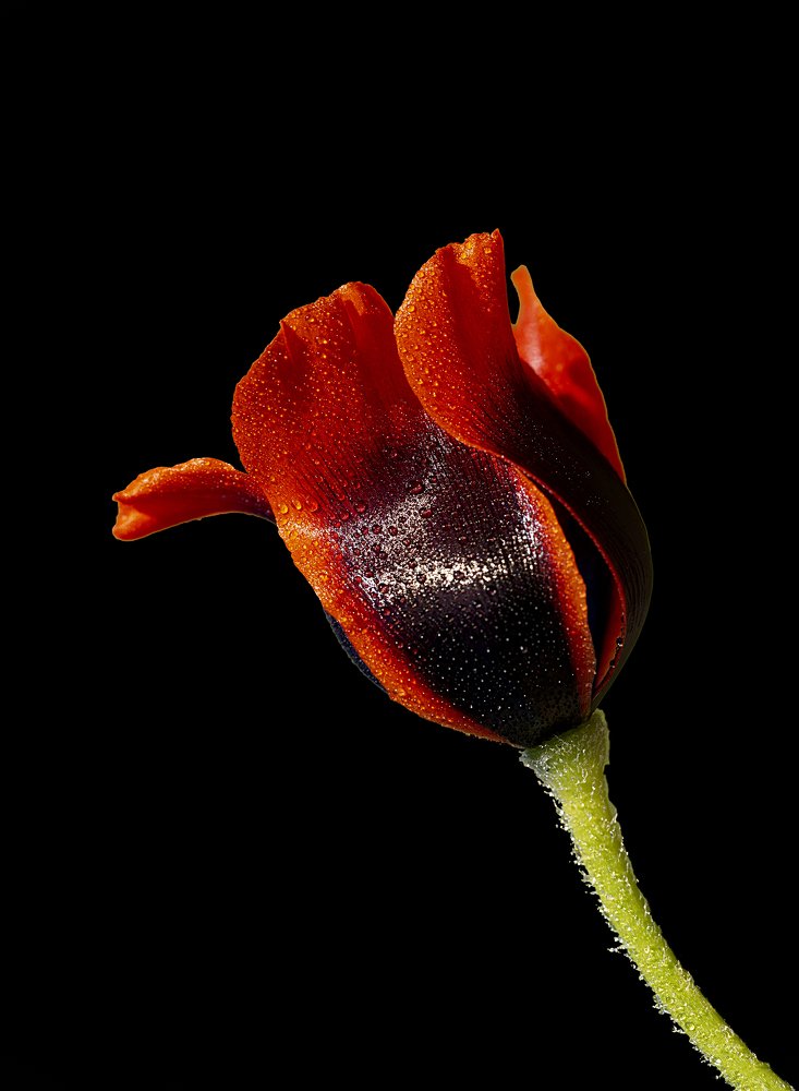 Photograph by Erdogan DEDE