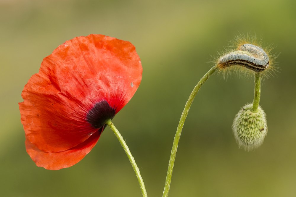 Photograph by Erdogan DEDE