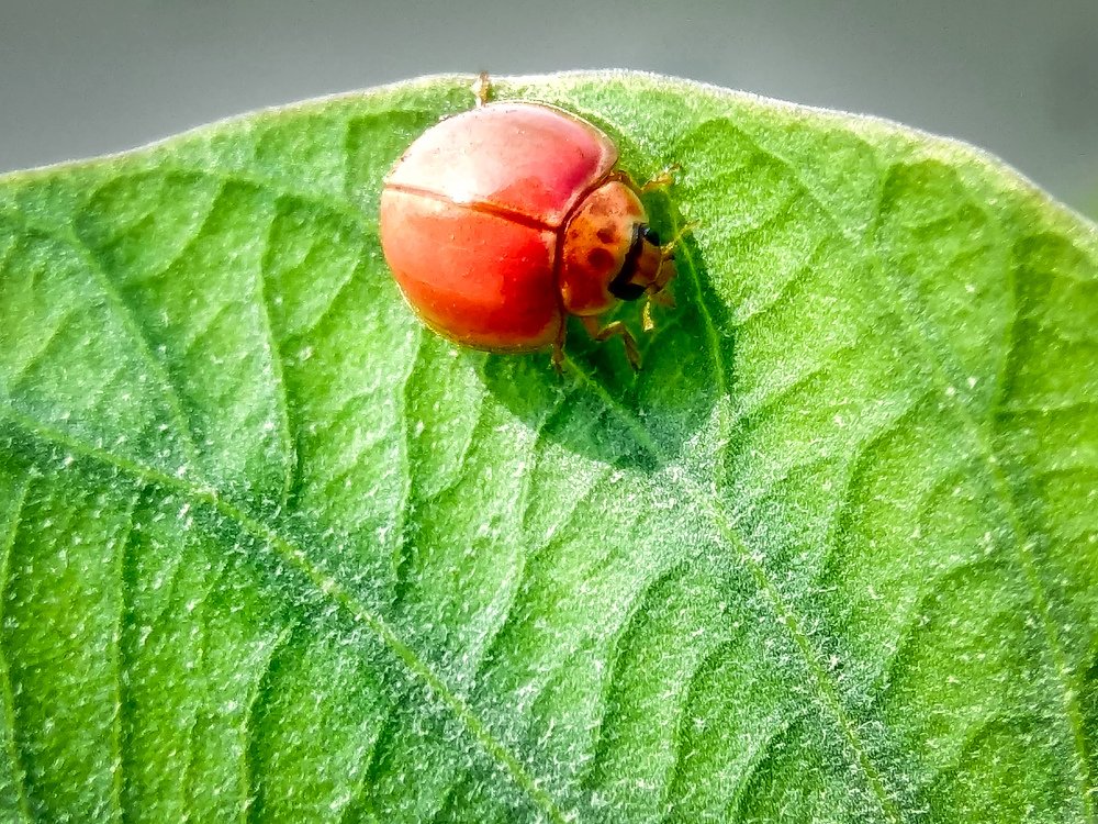 Red bug in green leaf