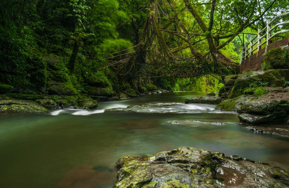 Living Root Bridges