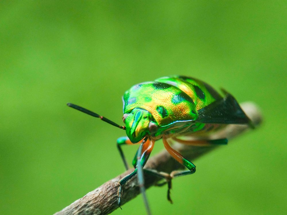 Photograph by MD AKBAR HOSSAIN Akbar