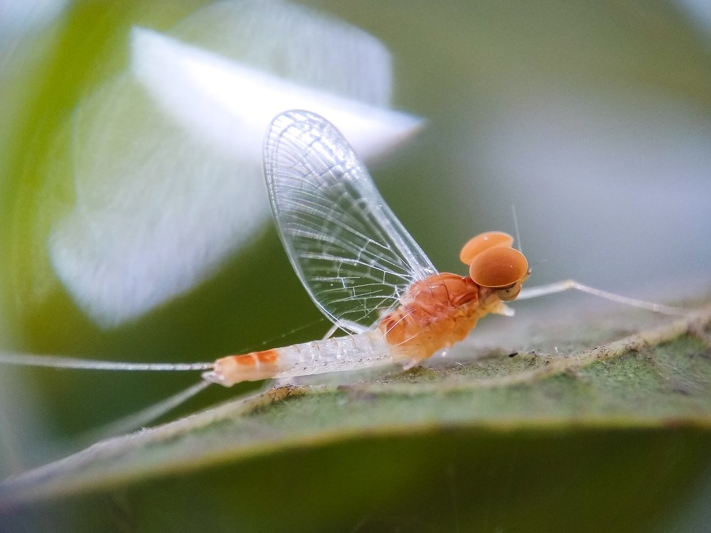 Photograph by MD AKBAR HOSSAIN Akbar