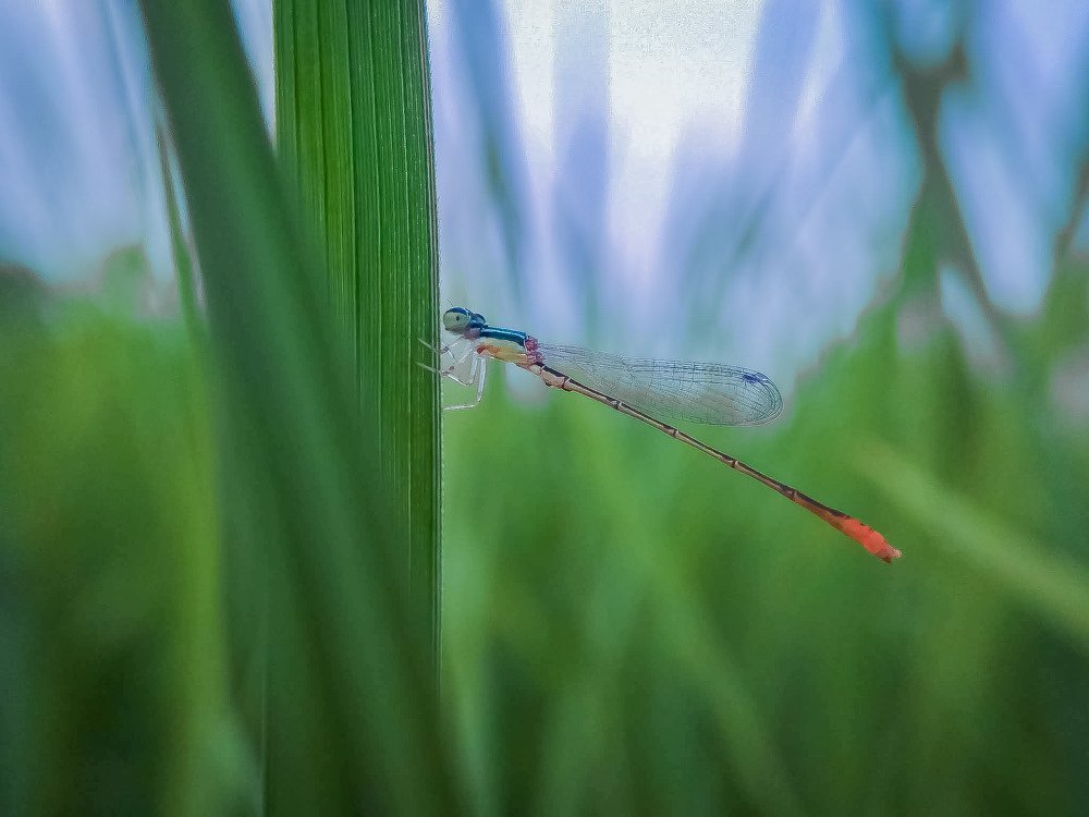 Photograph by MD AKBAR HOSSAIN Akbar