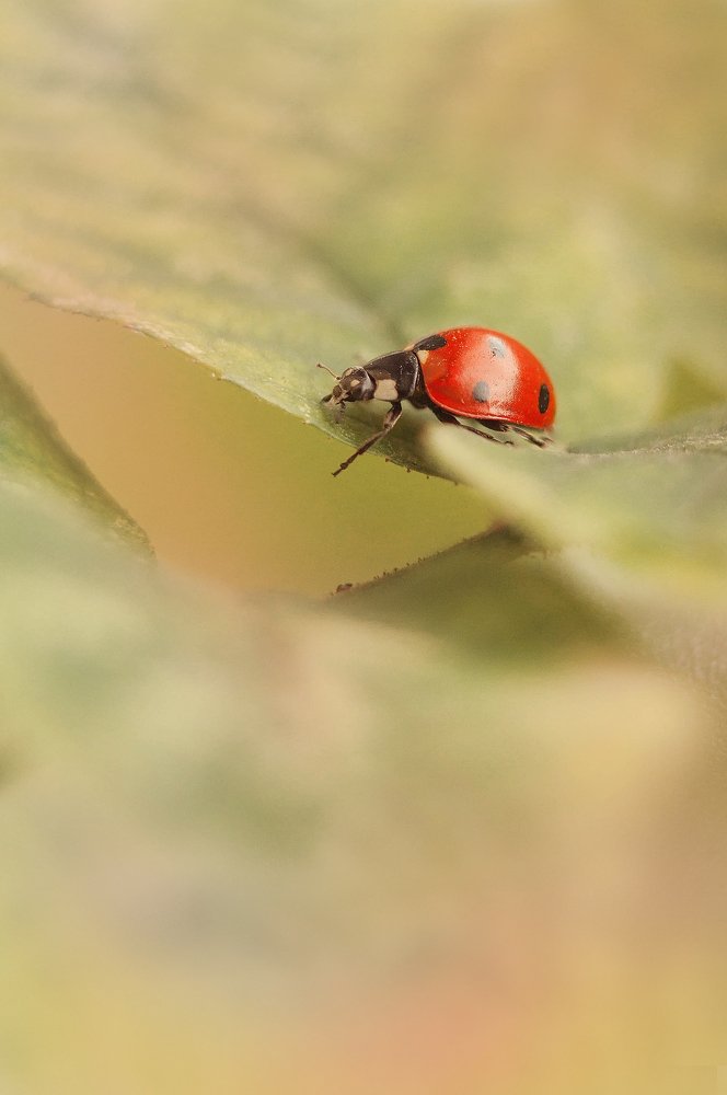 Photograph by Олеся