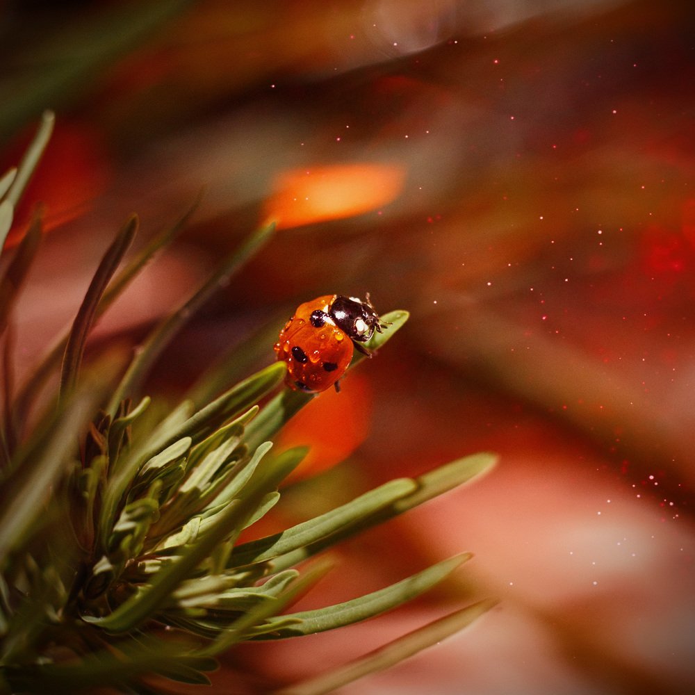 Photograph by Руслана Валеева