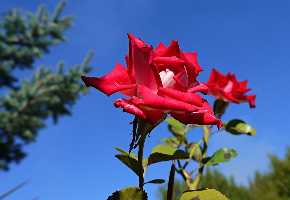 Красная роза