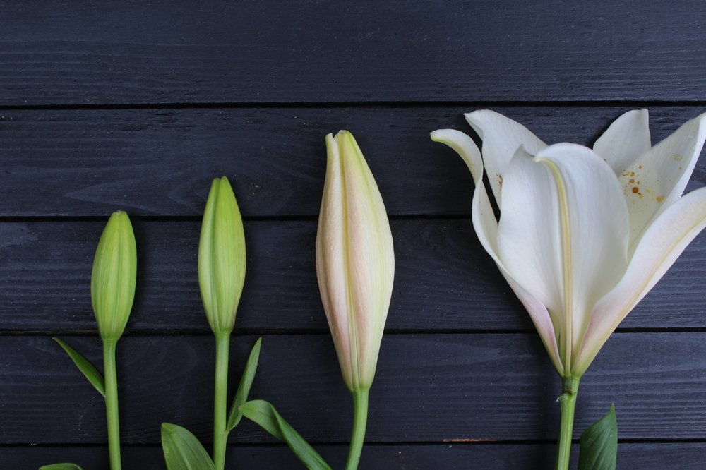 Photograph by Богдан Тарасов