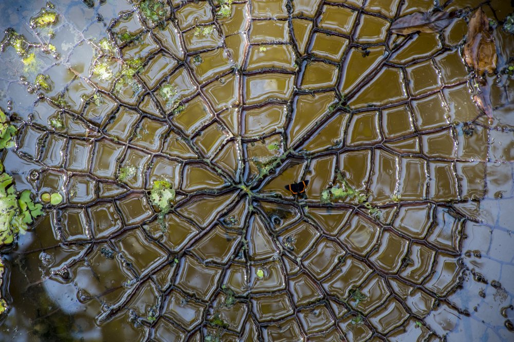 Фотография автора david xavier de carvalho