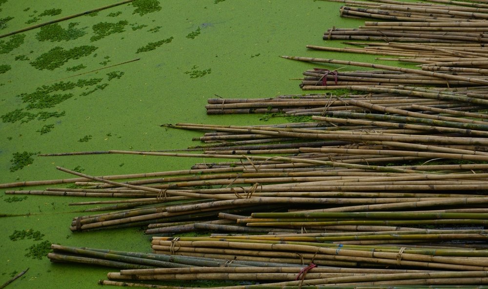 Photograph by kazi arifuzzaman