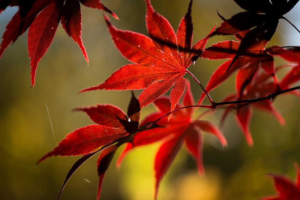 Красная гвардия