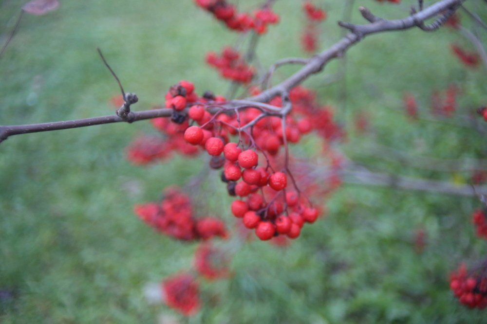 Photograph by Александра Вотякова