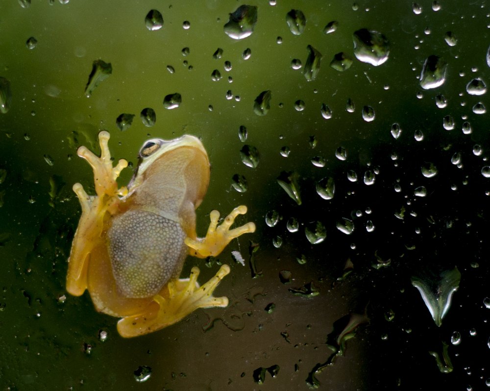 Фотография автора Светлана Евтушенко