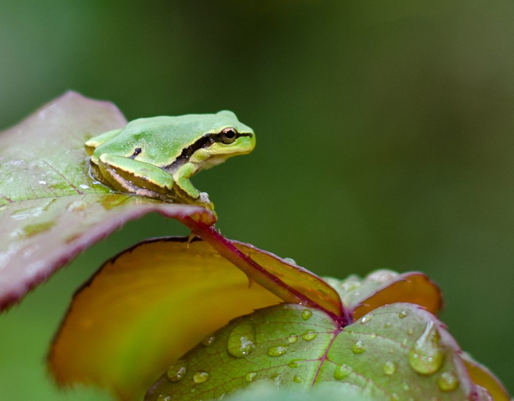 Фотография автора Светлана Евтушенко