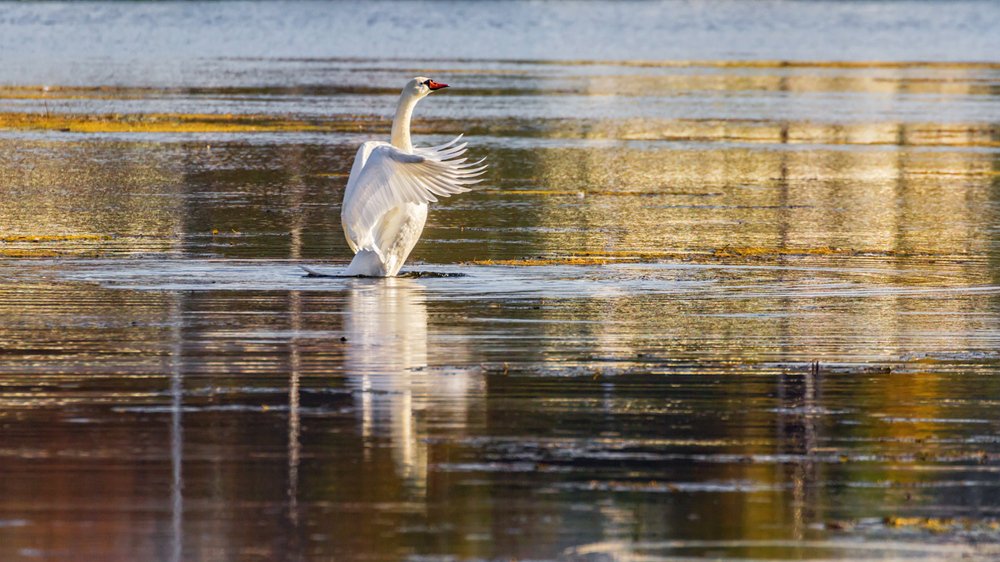 Дирижер, маэстро лебедь