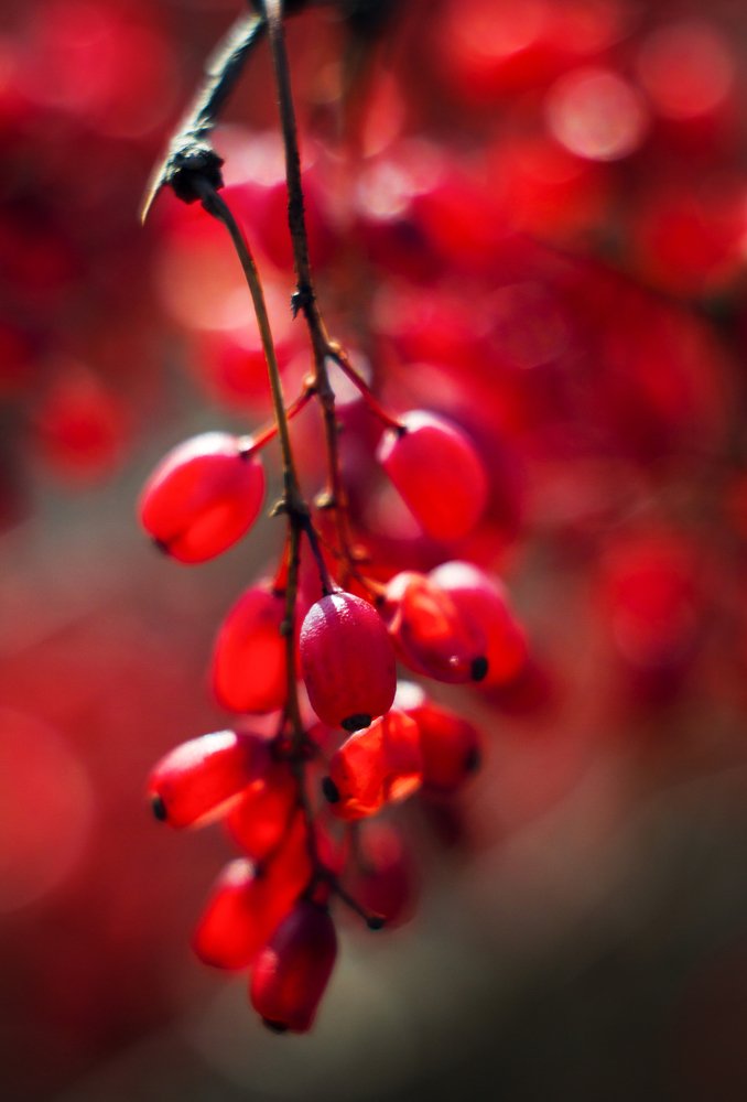 Барбариски