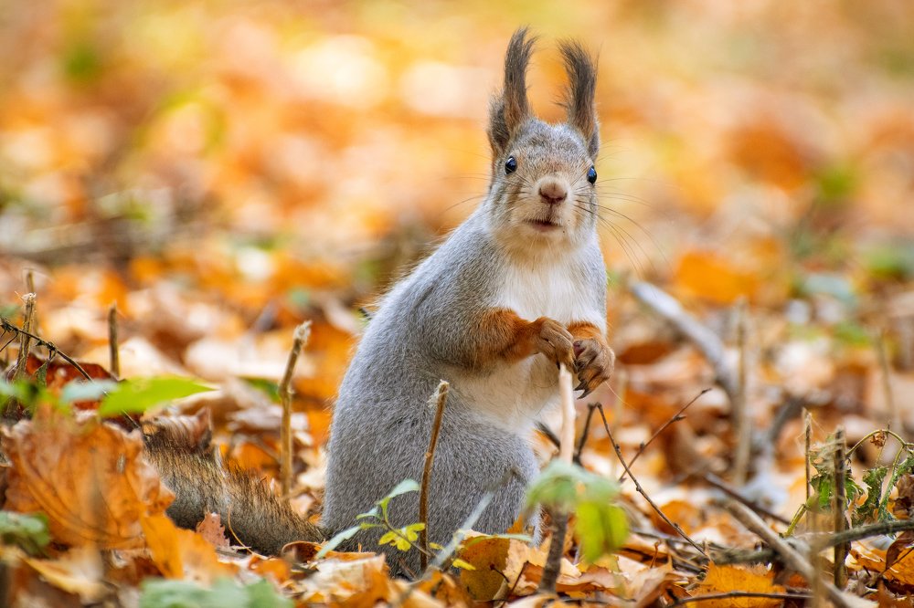 Беличье любопытство