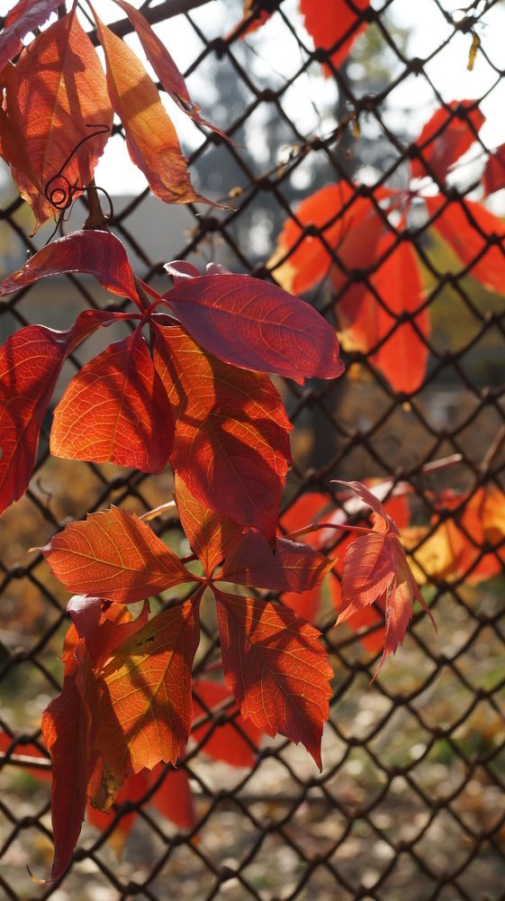 The colors of autumn.