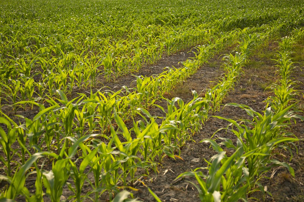 Photograph by Carmen Watkins