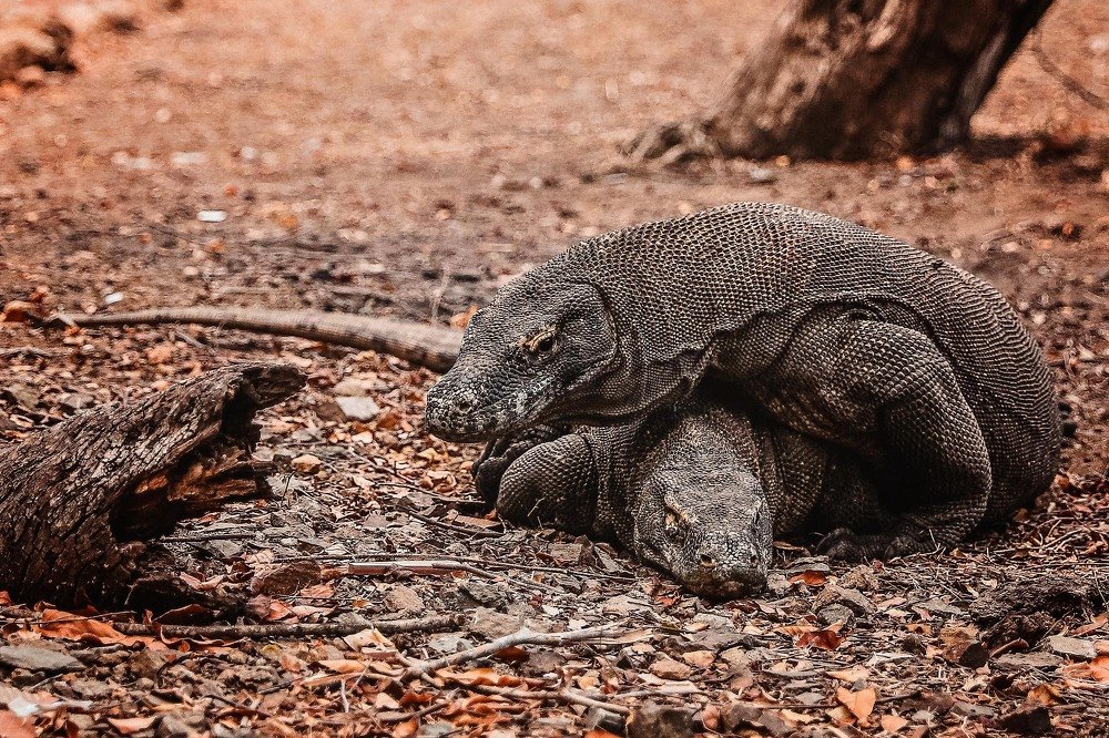 Don't war, make love