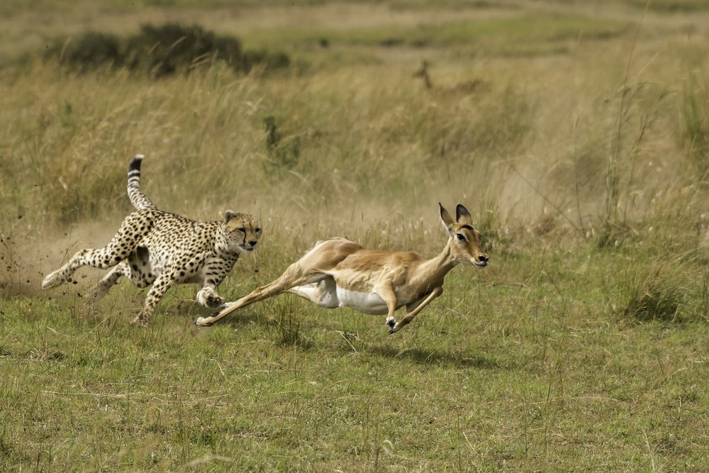 Photograph by Prasanth kumar nammalwar