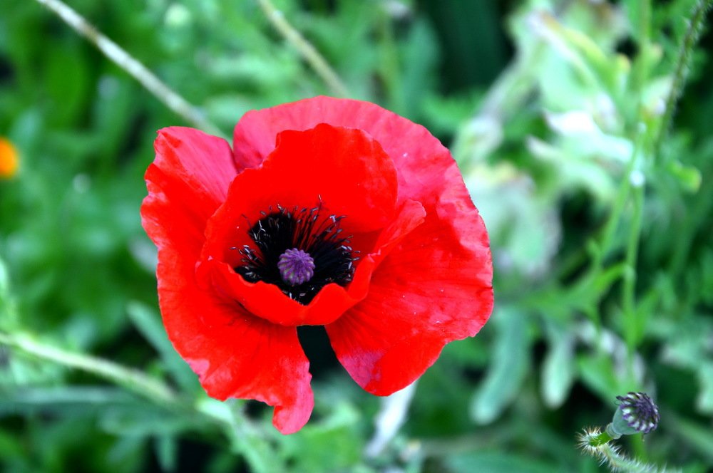 Photograph by Юрий Подвойский