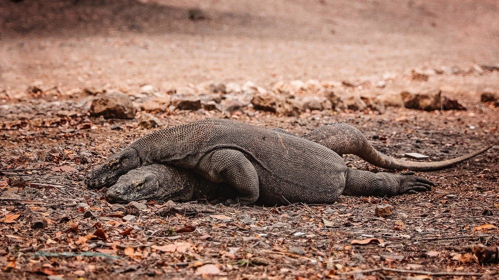 Don't war, make love