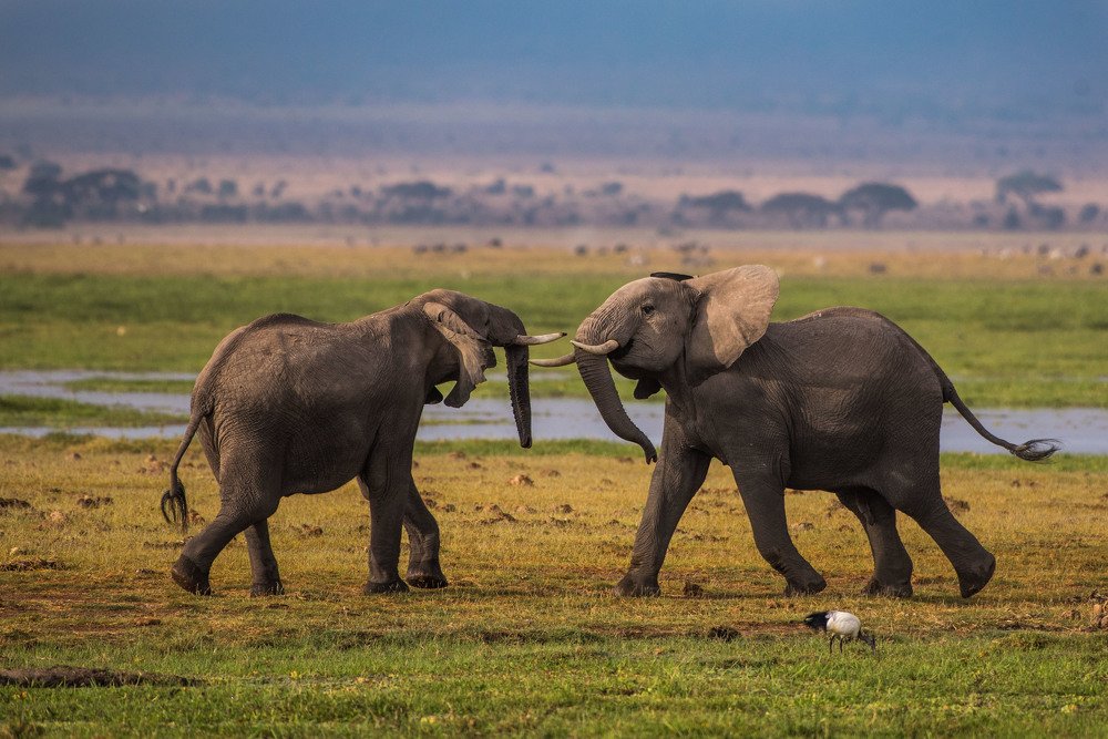 Photograph by Prasanth kumar nammalwar