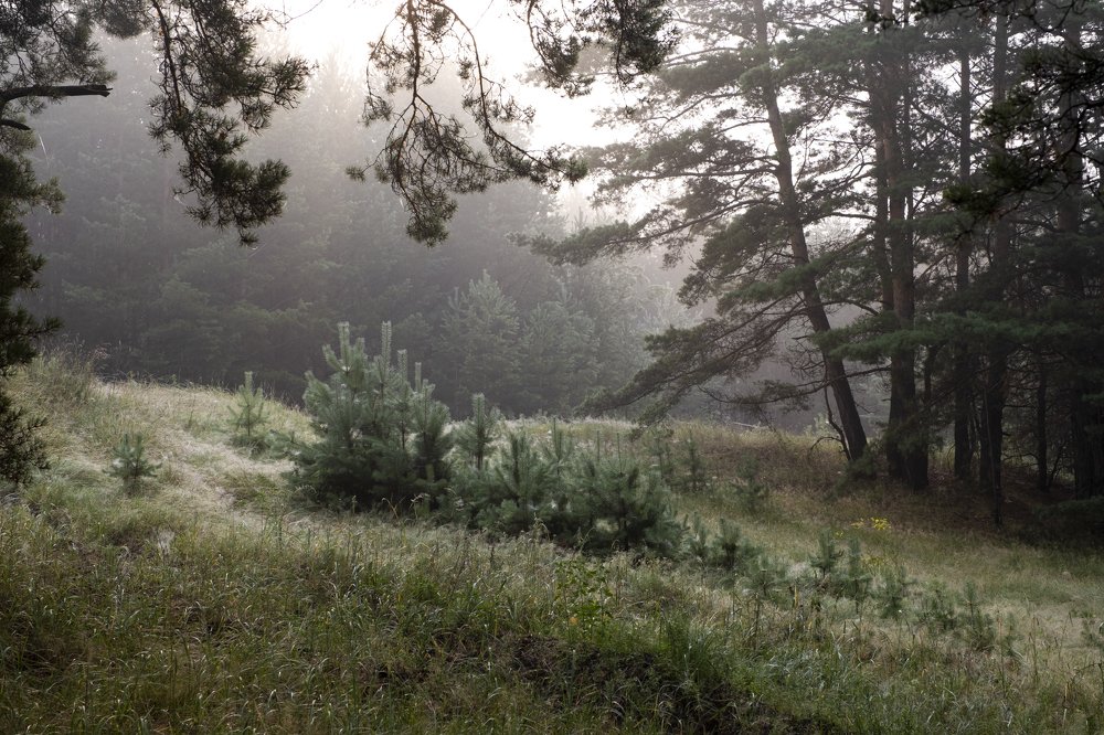 Photograph by Александр Гурьянов